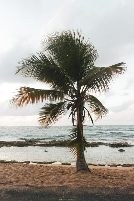 Palm tree by the shore with calm ocean waves and cloudy skies in the background.